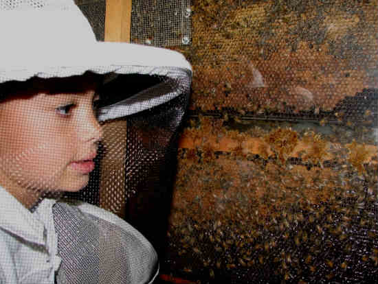 פסטיבל הדבש 2013, אירועי ראש השנה, פעילויות לילדים